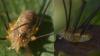 Opilio canestrinii